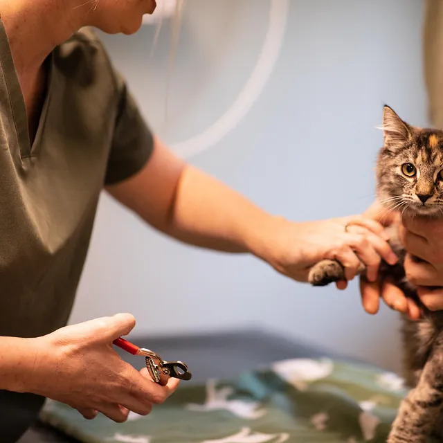 Menneske sammen med dyr