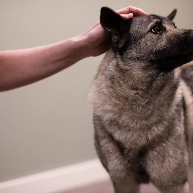 Menneske sammen med dyr