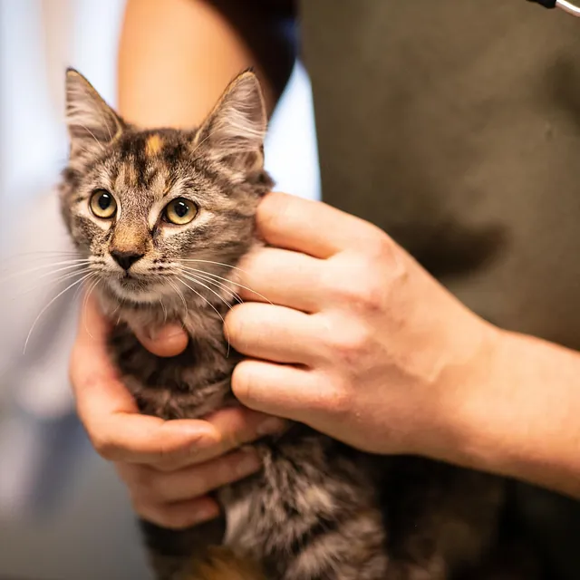 Person som inspiserer katt