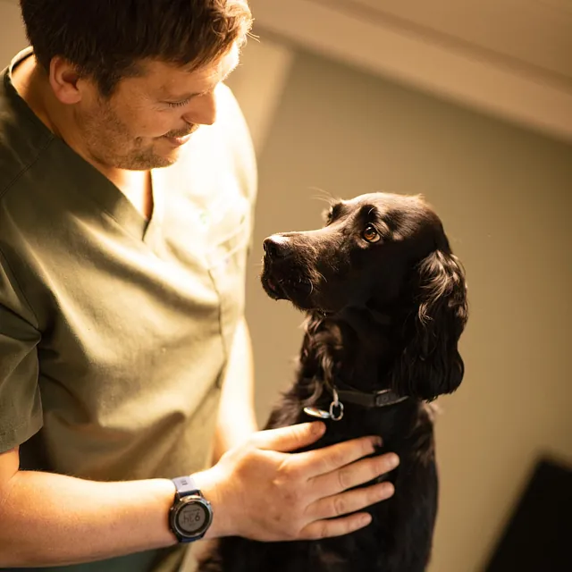 Menneske sammen med dyr