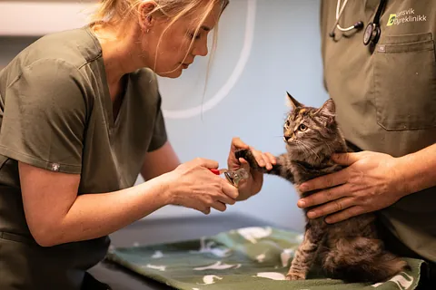 Kvinne klipper klørne til en katt