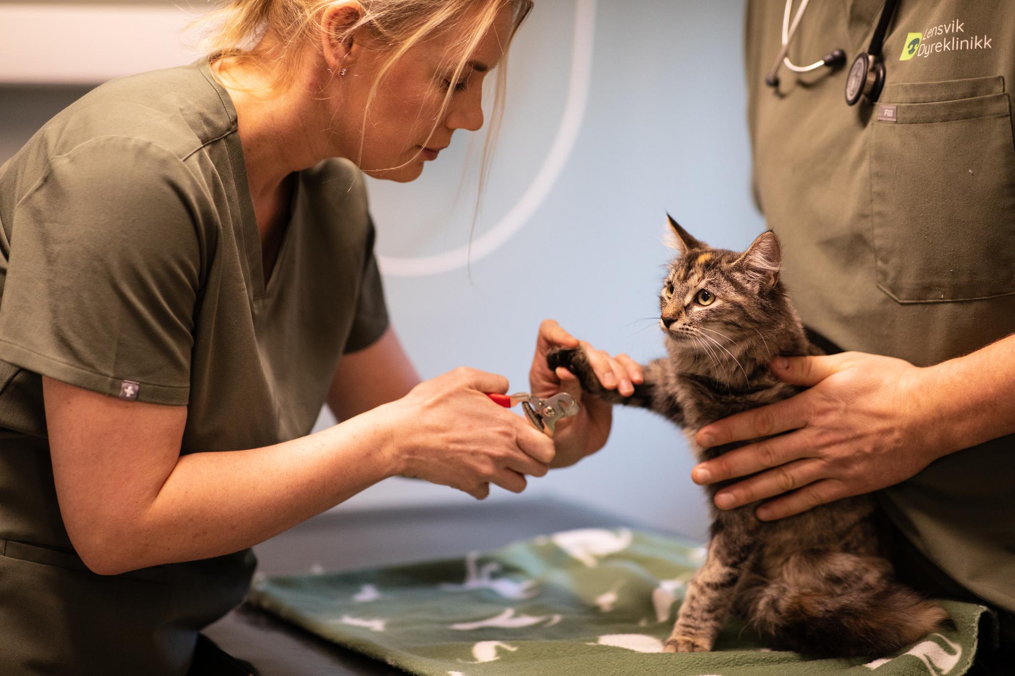 Kvinne klipper klørne til en katt