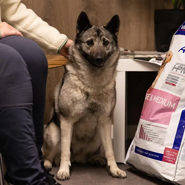 Menneske sammen med dyr