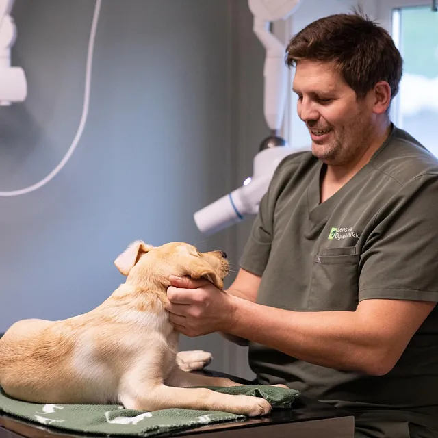 Person ved siden av hund