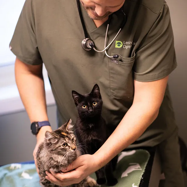 Person ved siden av katt