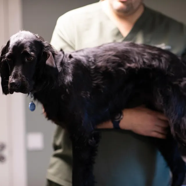 Menneske sammen med dyr