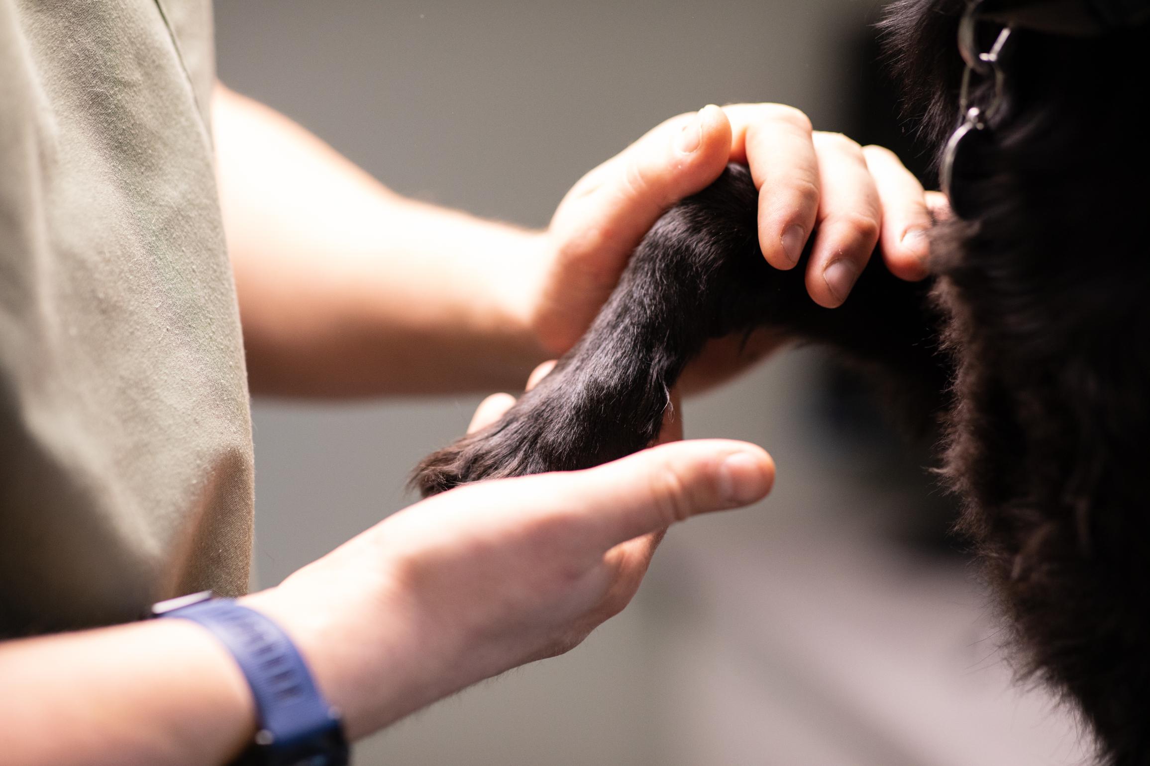 Person holder poten til en hund