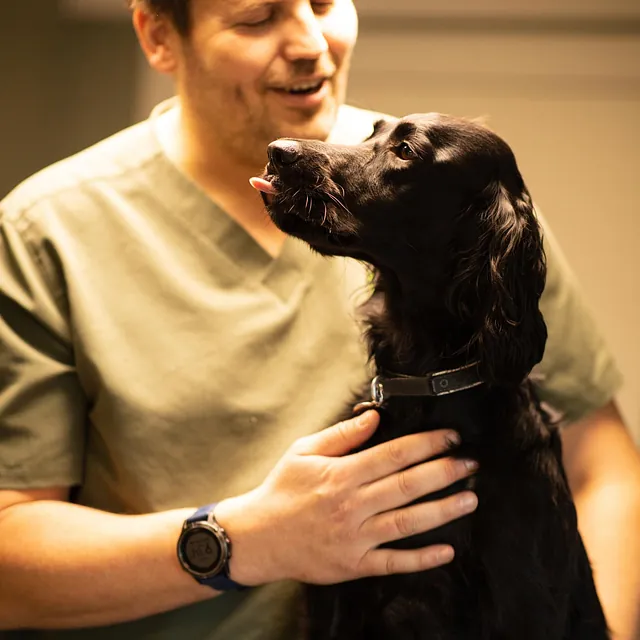 Menneske sammen med dyr