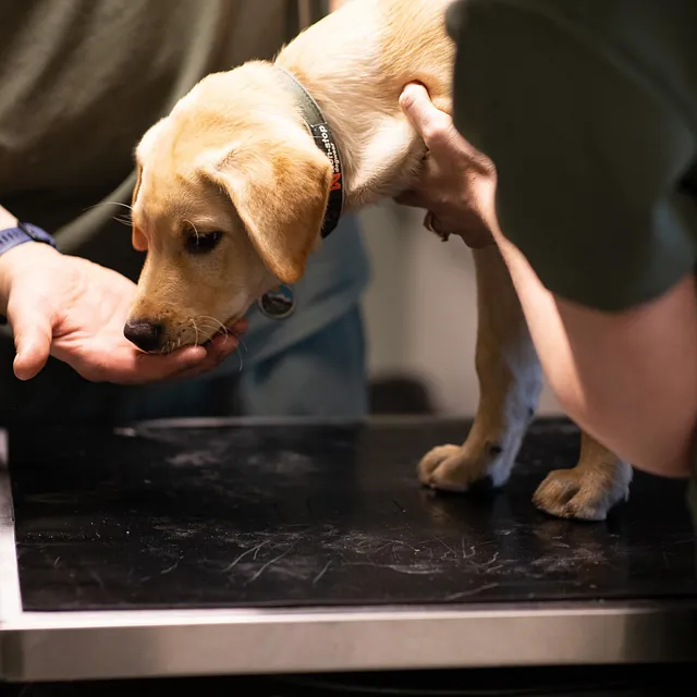 Menneske sammen med dyr