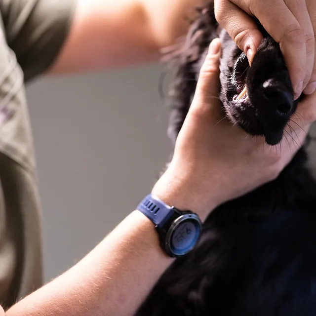 Menneske sammen med dyr