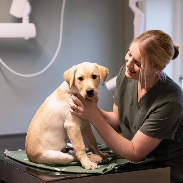 Person ved siden av hund