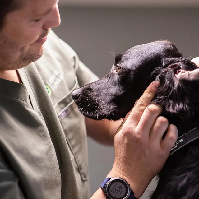 Menneske sammen med dyr