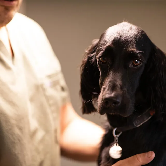 Menneske sammen med dyr