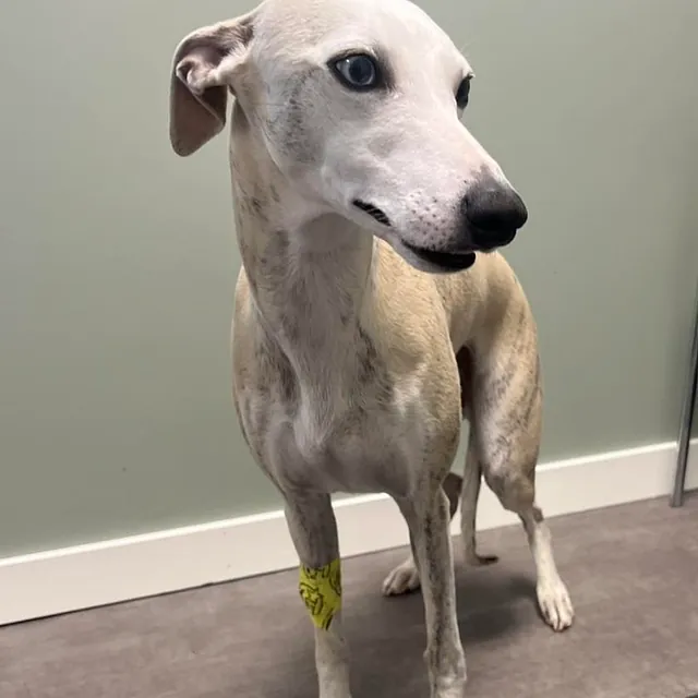 Hund mot grønn vegg