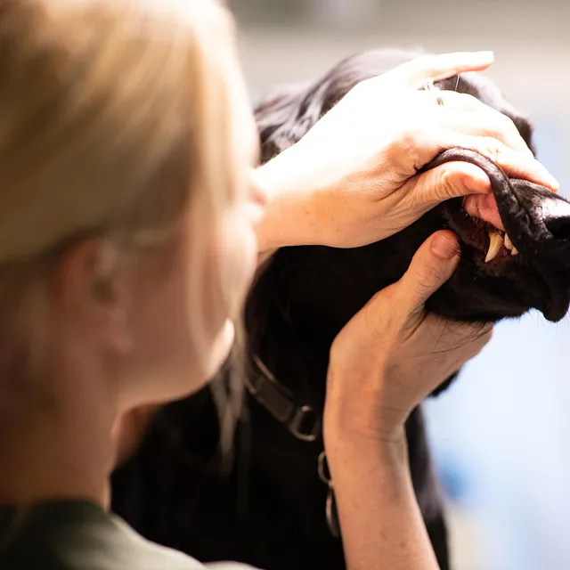 Menneske sammen med dyr