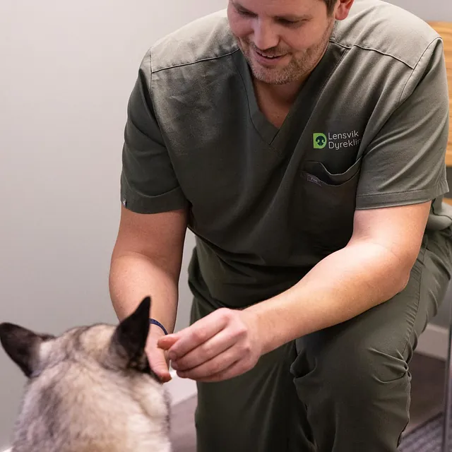 Person ved siden av hund